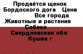 Продаётся щенок Бордоского дога › Цена ­ 37 000 - Все города Животные и растения » Собаки   . Свердловская обл.,Кушва г.